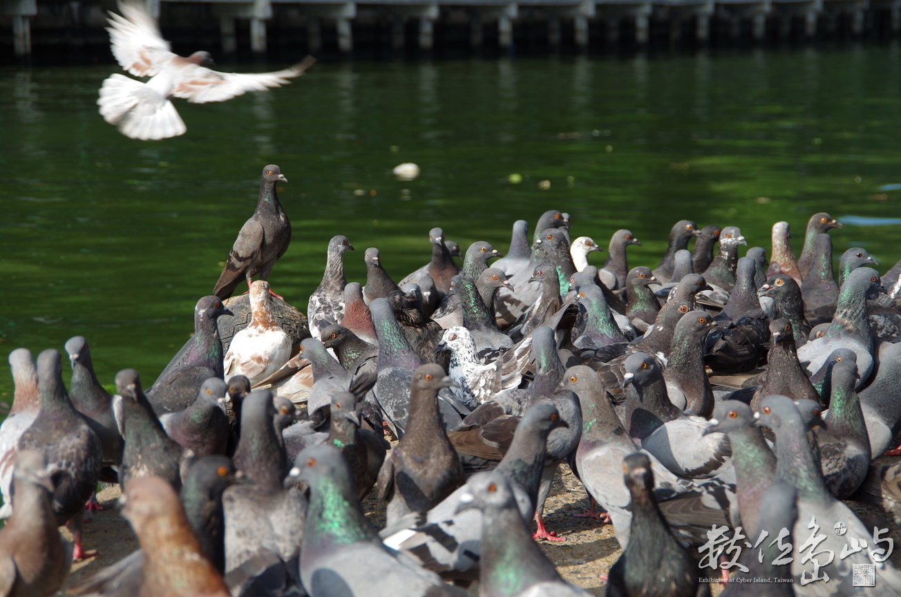 接受供養的鴿群