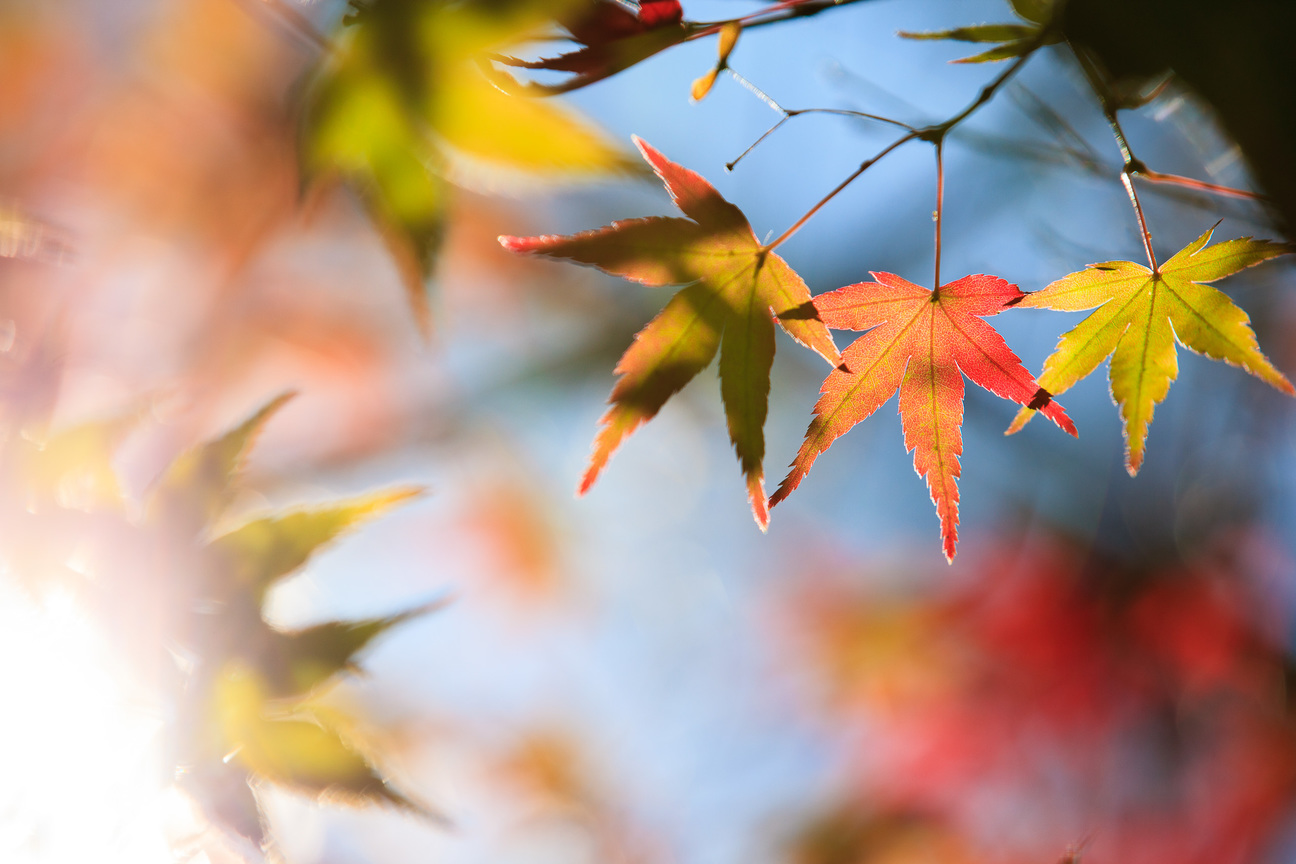 早安!福壽山楓紅