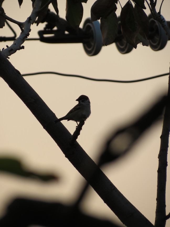 早起的鳥兒有蟲吃