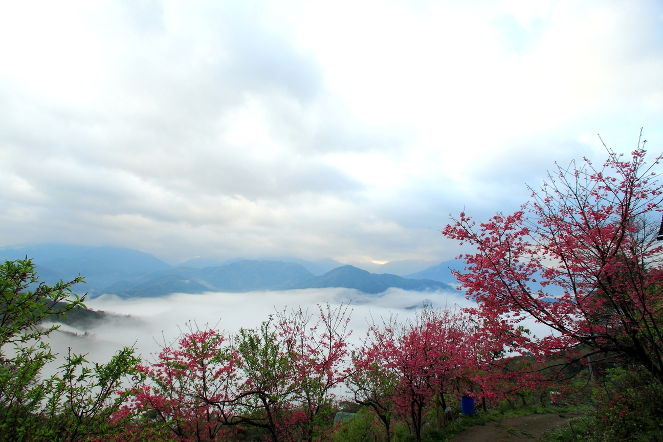 櫻之雲海