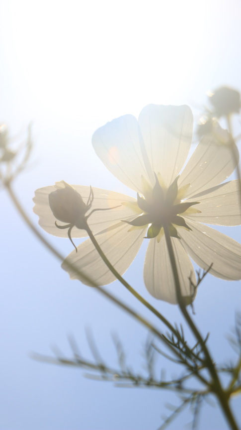看見太陽的今天