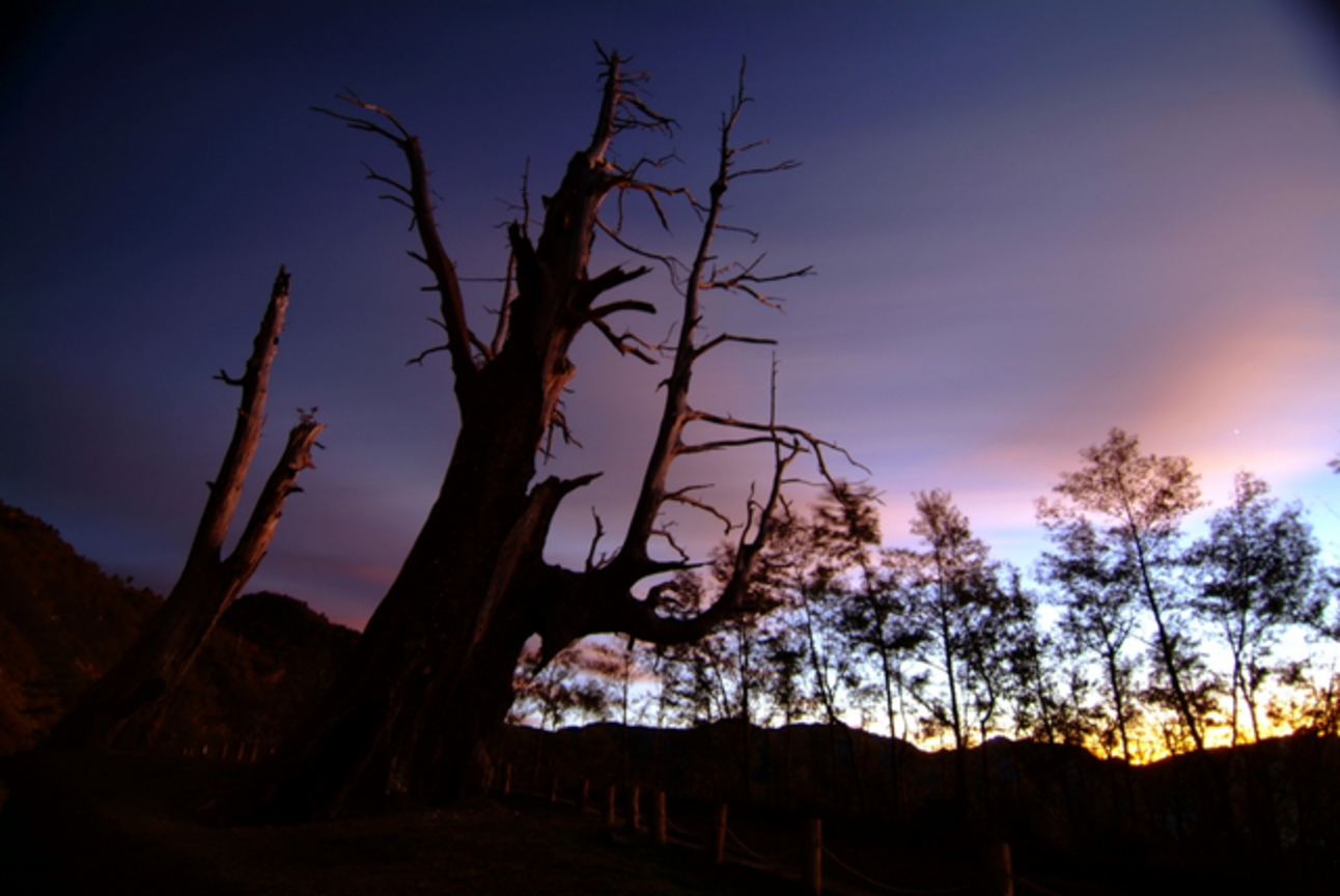 長相廝守-夫妻樹