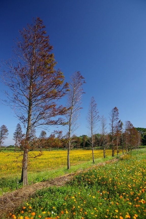 再現美麗島2007年數位島嶼攝影比賽