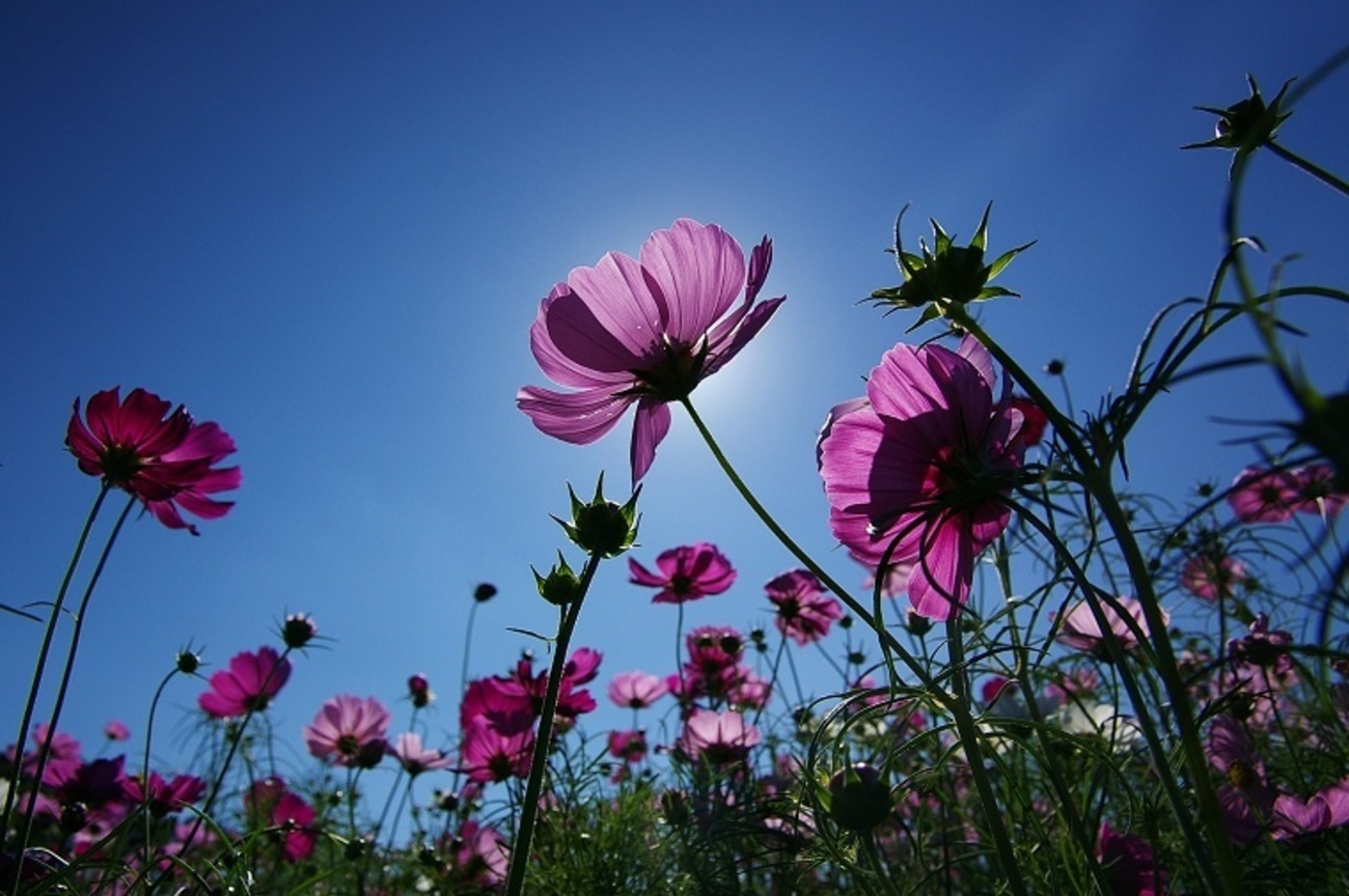 再現美麗島2007年數位島嶼攝影比賽
