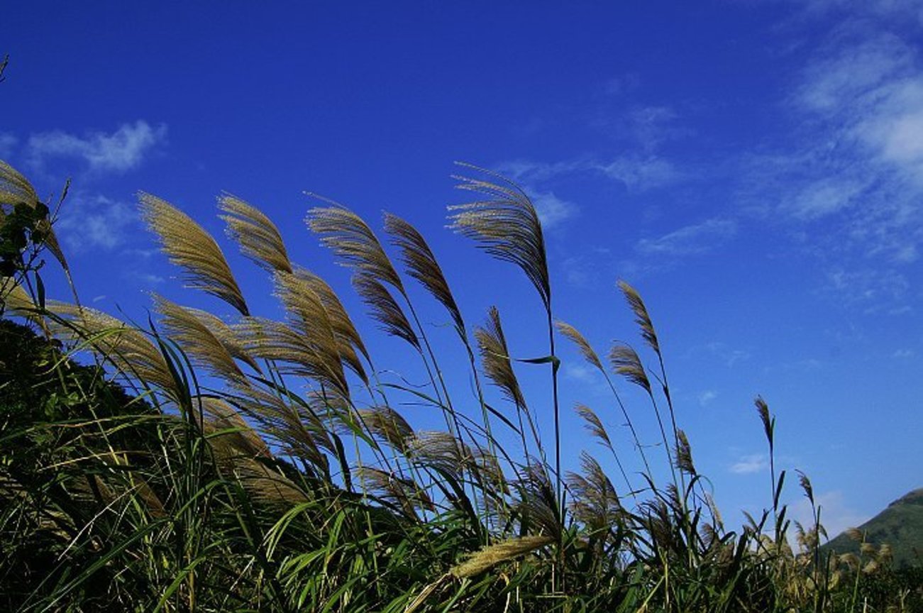 再現美麗島2007年數位�
