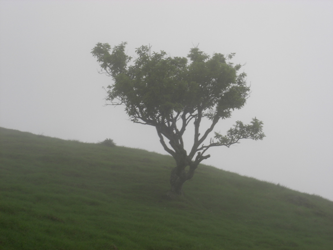 再現美麗島2007年數位�