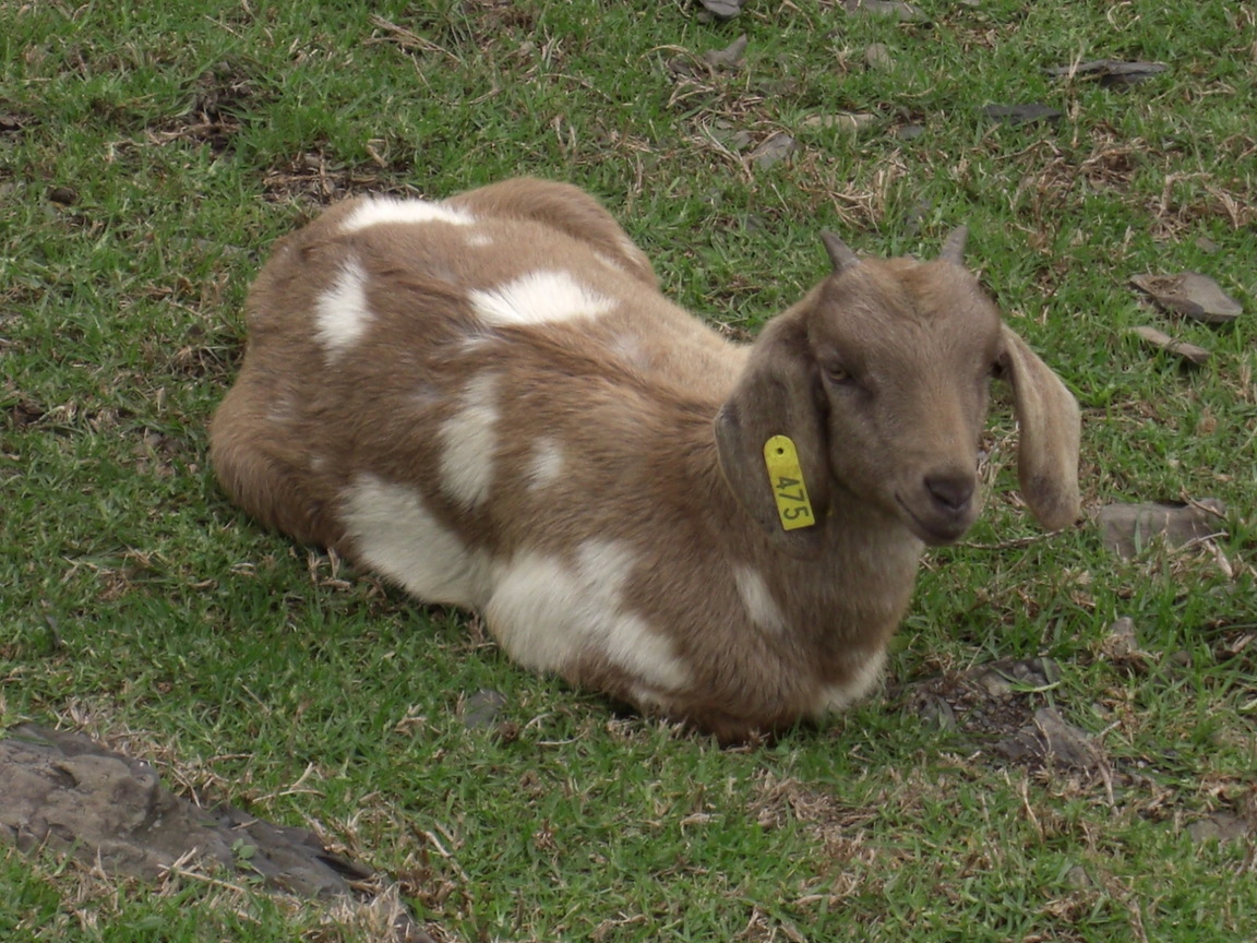 再現美麗島2007年數位�