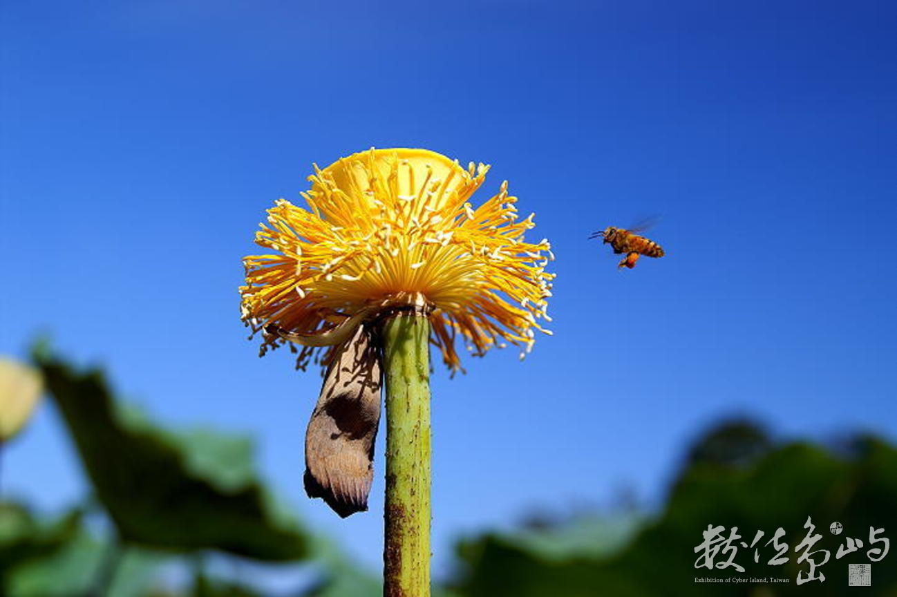 蓮花叢中辛勤的蜜蜂