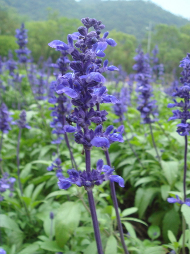 再現美麗島2007年數位�