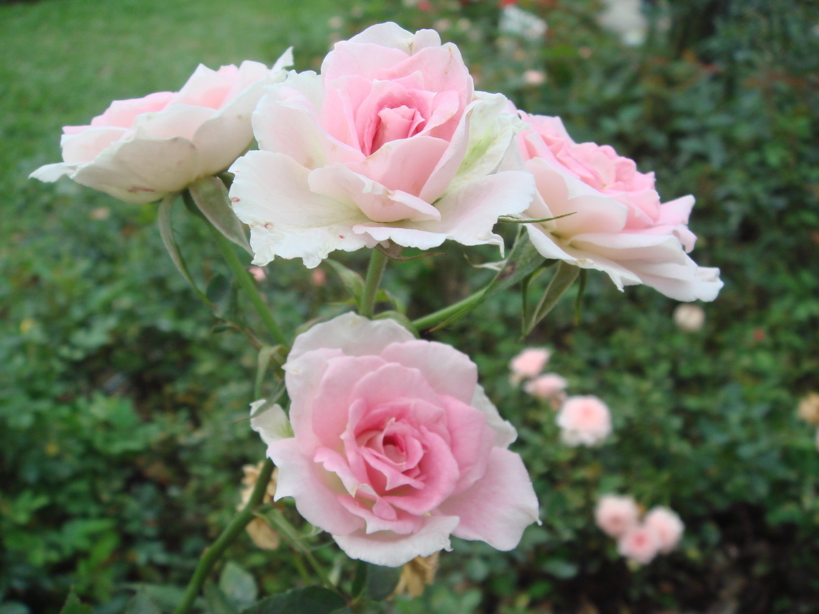 再現美麗島2007年數位�