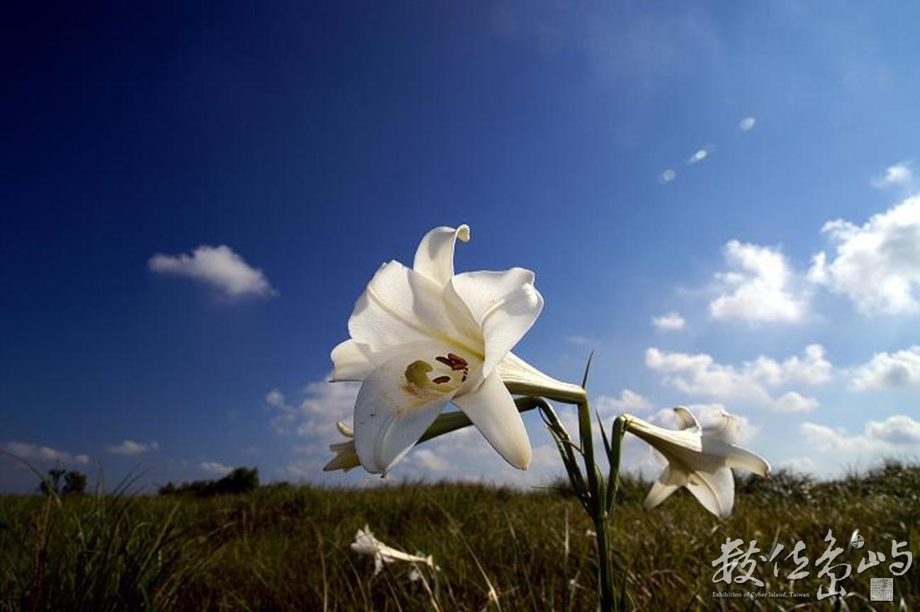 大度山區台灣野百合(1)