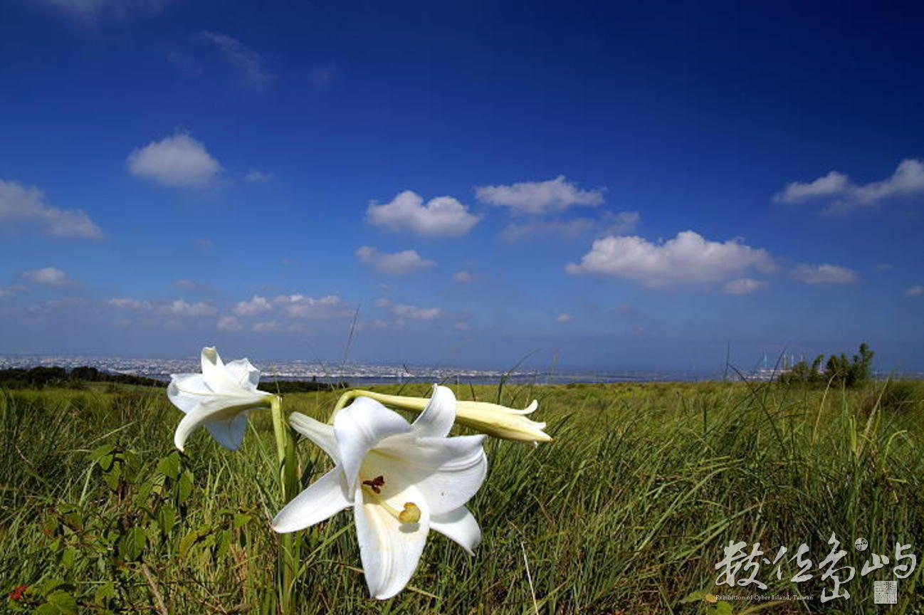 大肚山區台灣百合