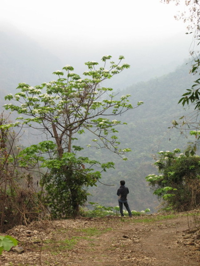 北大武山下的油桐