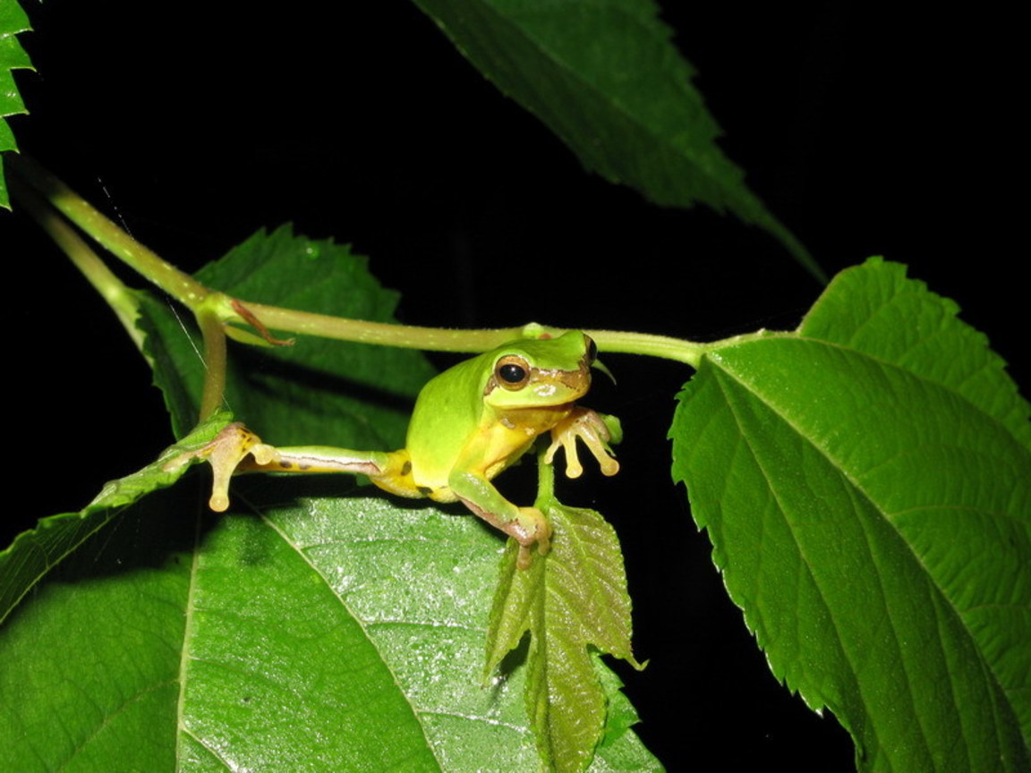 正在練瑜珈的中國樹蟾