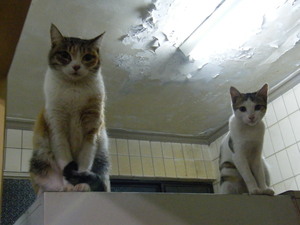 左邊是小花，右邊是想找主人的旺財