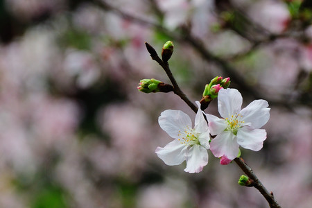 2009 三芝天元宮