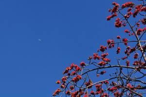 台南巴克禮公園_2