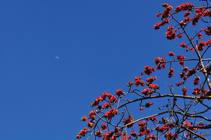 台南巴克禮公園_2