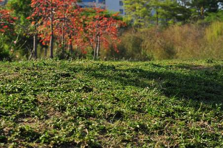 2009巴克禮公園