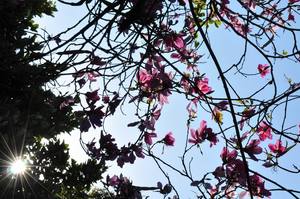 台南巴克禮公園_11