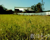 苗栗˙後龍˙包子窯