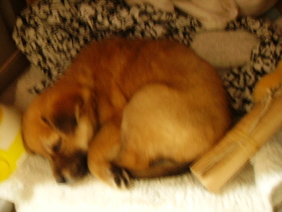 愛他，我更愛牠