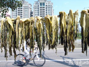 六家庄高鐵新市鎮與客家老產業