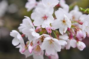 2009 阿里山櫻花_39