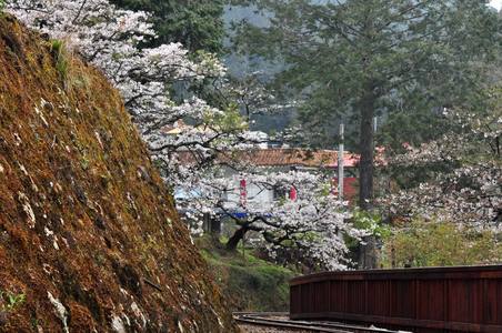2009 阿里山櫻花