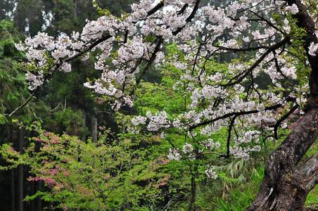 2009 阿里山櫻花