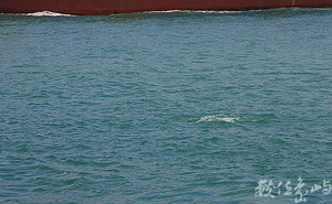 中華白海豚在香港青山火力發電廠外海-19-20091223-賴鵬智攝-縮小檔