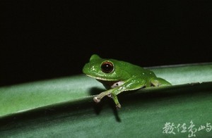 莫氏樹蛙-2（縮小檔）---掃瞄---雲仙---20030314---賴鵬智攝