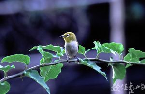 綠繡眼-20030706---士林---賴鵬智攝