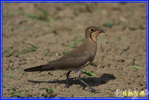 燕?-17-燕?科-屏東車城新興路199縣道36