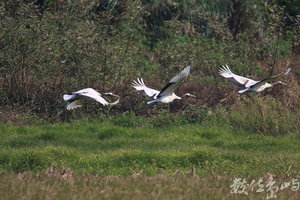 2丹頂鶴三隻飛-縮小-20080305-賴鵬智攝