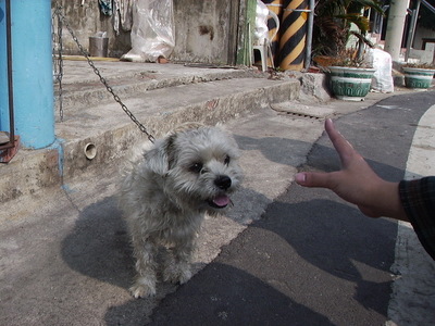 大洲行