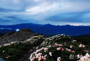 雪山主峰的杜鵑