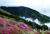 山嵐、湧雲、花海