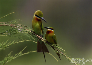 【佳作】栗喉蜂虎(鶼鰈情深)-謝文猷