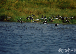 【入選】領先-曾文奕