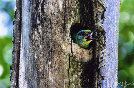 鳥類生態