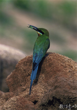 【入選】栗喉蜂虎(排班)-張國樑