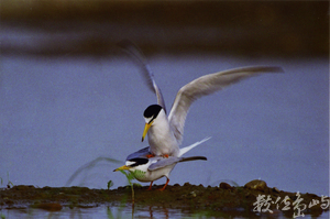 【入選】小燕鷗-范兆雄