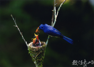 【佳作】餵食-李振源