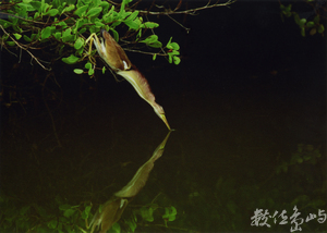 【佳作】黃小鷺-范兆雄