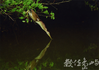 【佳作】黃小鷺-范兆雄