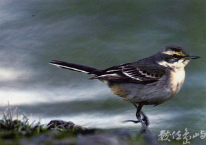 【第二名】躍動-柯承惠