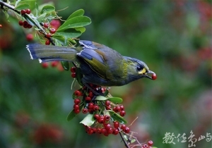 【第一名】黃胸藪眉(可口)-張國樑