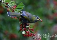 【第一名】黃胸藪眉(可口)-張國樑