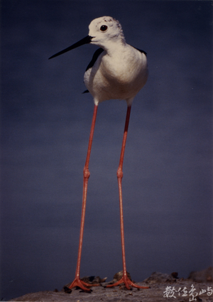 【佳作】高腳鴴-范兆雄